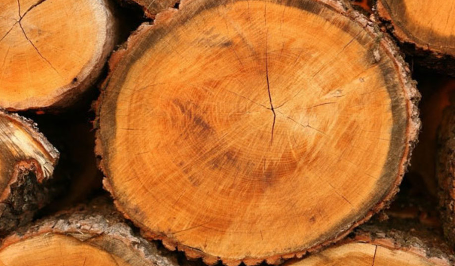 SÀN GỖ SỒI LÀ GÌ? GIÁ SÀN GỖ SỒI 1M2 CÓ ĐẮT KHÔNG? 3